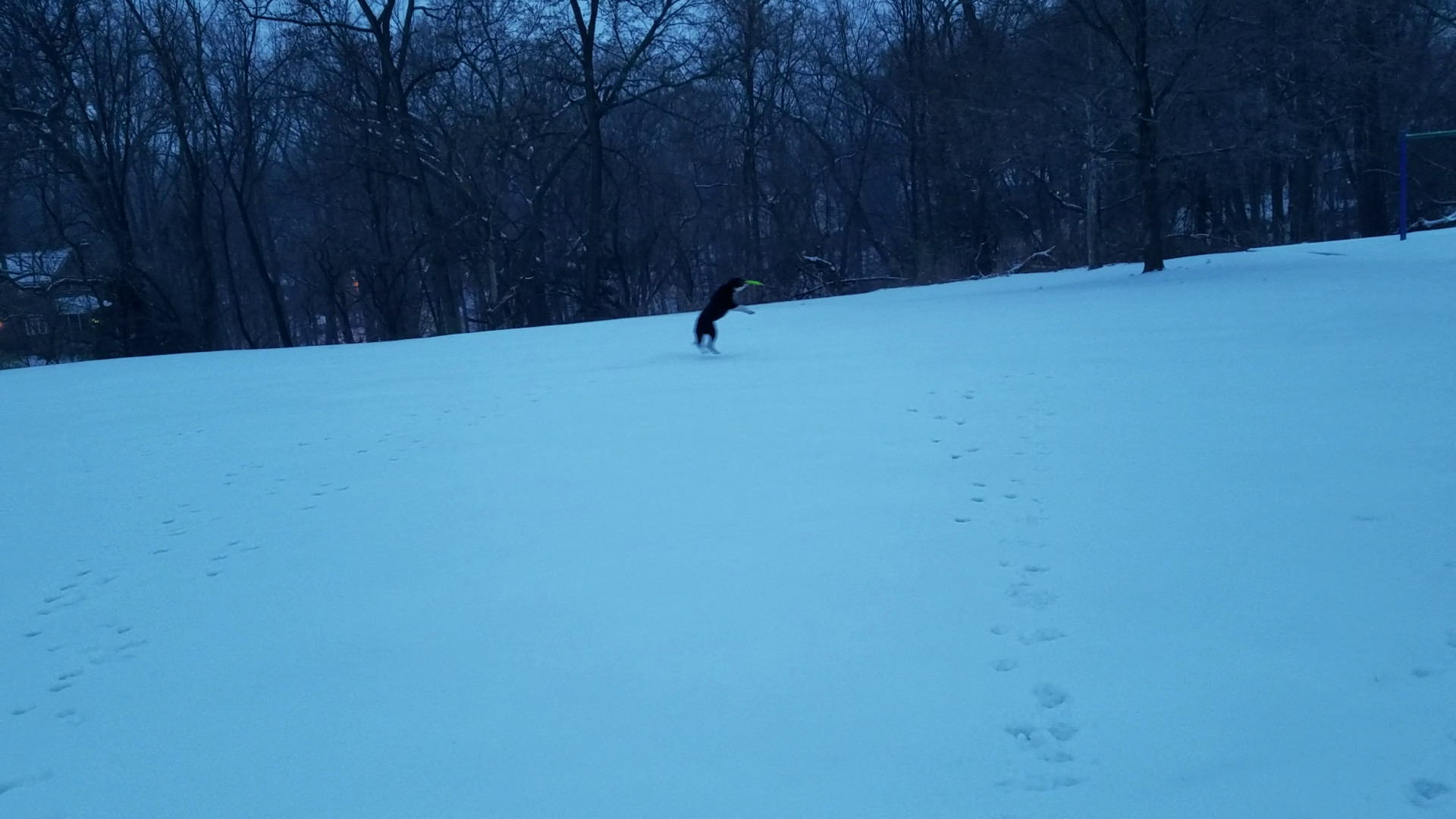 Fetching in the Snow II